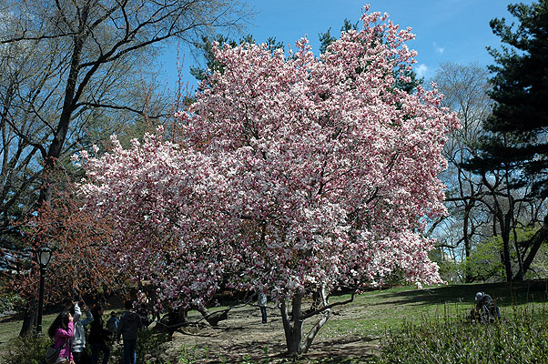 Central Park 018.JPG